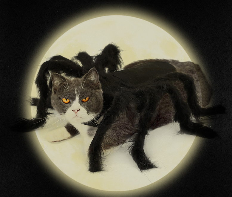 Spider Transformation Costume for Pets