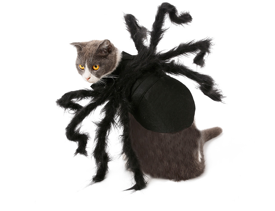 Spider Transformation Costume for Pets