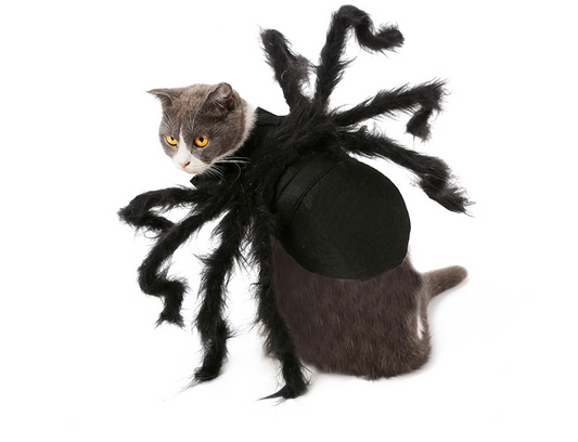 Spider Transformation Costume for Pets