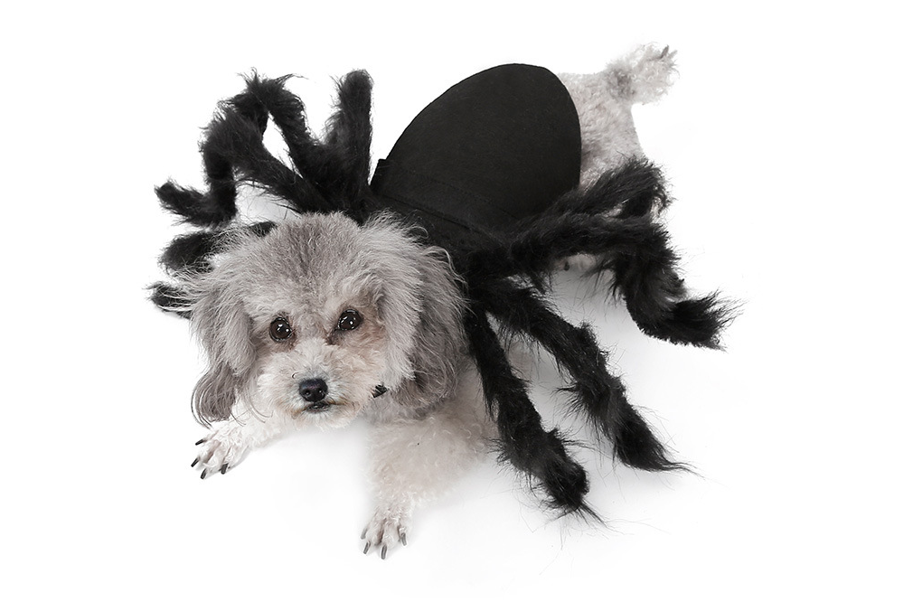 Spider Transformation Costume for Pets