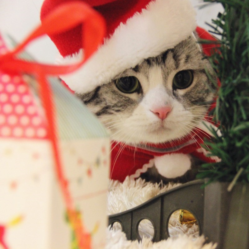 Pet Costume Antlers, Hat and Scarf Set for Dogs and Cats