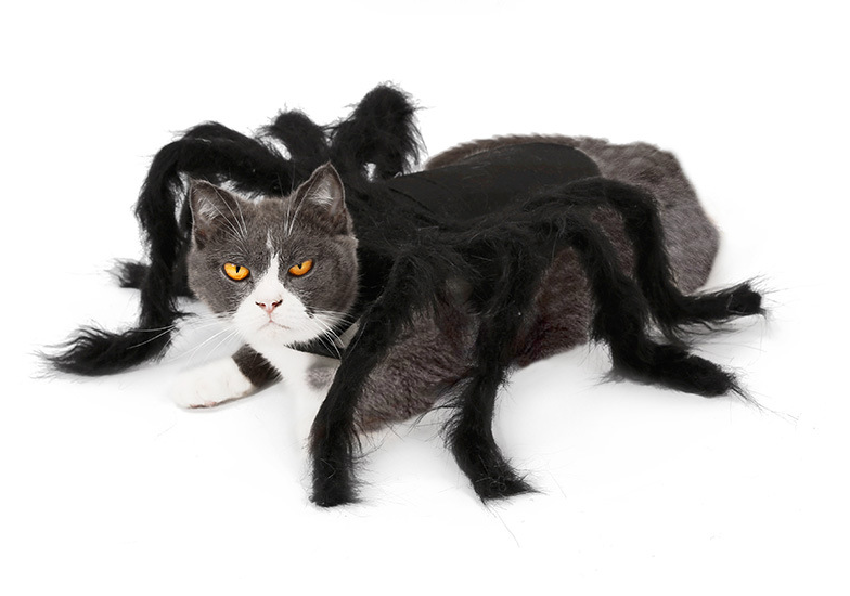 Spider Transformation Costume for Pets